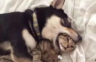 二狗爆料赵山河内鬼视频,赵山河内部惊人视频曝光